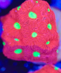Candy Apple Favia Frag