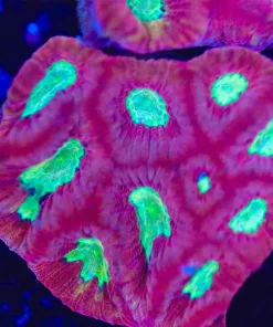 Two Tone Favia Coral Frag