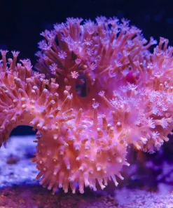 Large Australian Wild Caught Leather *From march's macro display tank* (MV2 Spot1)