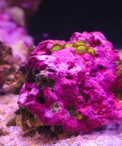 Purple Covered Live Rock Small Size (Few rasta zoas on it) (MV2 Spot2)
