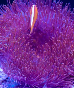 Large Australian Wild Caught Leather *From march's macro display tank* (MV2 Spot3)