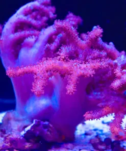 XL Purple Colt Coral Colony *From march's macro display tank* (MV2 Spot4)