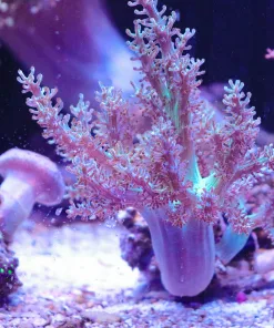 Blue Kenya Tree Coral Colony *From march's macro display tank* (MV2 Spot5)