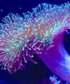 XXL Large Australian Wild Caught Leather *From march's macro display tank* (MV2 Spot6) Pick up only or please email us for shipping quote