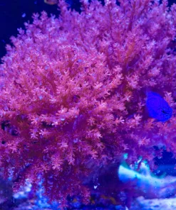 XXL Kenya Tree Coral Colony *From march's macro display tank* (MV2 Spot7) Pick up only or please email us for shipping quote