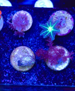 Wysiwyg 8 Piece Frag Pack (FP2) *max 1 frag pack per order*