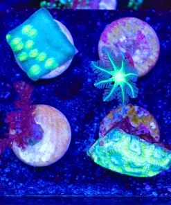 Wysiwyg 8 Piece Frag Pack (FP1) *max 1 frag pack per order*