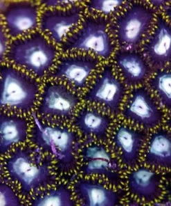 Black Hole Sun Zoanthid Frag (Row #1)