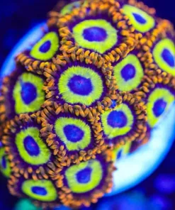 Fruit Loop Zoanthid Frag (Row #10)