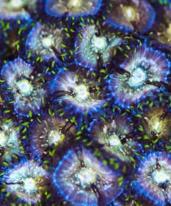Nirvana Zoanthid Frag 1-2 Heads (Row #11)