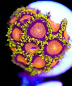 Yellow Brick Road Zoanthid Frag (Row #12)