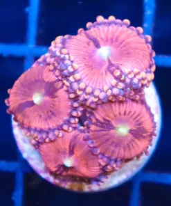 Pink Princess 99 Zoanthid Frag - PLUG full (Row #13)