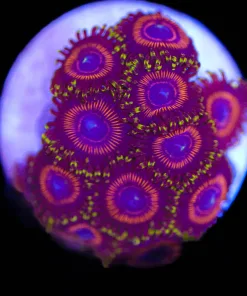 Japanese Eagle Eyes Zoa Frag (Row #13:B)