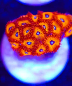 Red Hot Chili Pepper Zoanthid Frag (Row #14)