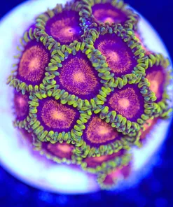 OG Dragon Eye Zoanthid Frag (Row #15)