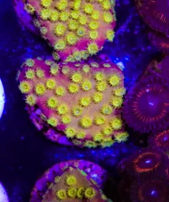 Honeypot Cyphastrea Frag (Row #16)