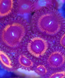 Large Zoanthid Frag (Row #17)