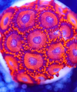 Red Bull Zoanthid Frag (Row #18)