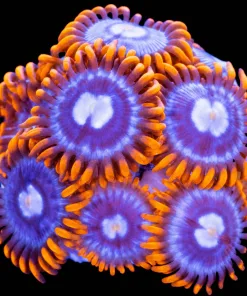 Alpha Omega Zoanthid Frag (Row #2)