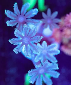 Bluish Clove Polyp Frag Plug Full (Row #21)