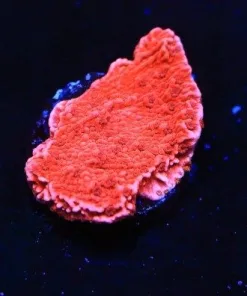 Red Monticap Frag (Row #22)