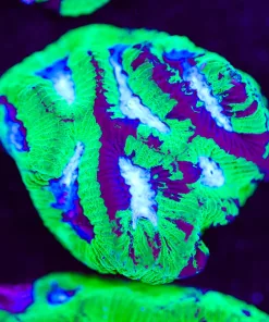 Marbled Blue Green Favia Frag (Row #23)