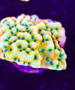 Kung Pow Montipora Frag (Row #23:B)
