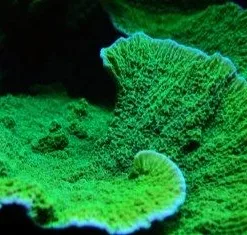 Lime Green Plating Monticap Frag (Row #24:B)
