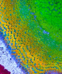 Rainbow Montipora Frag (Row #25)
