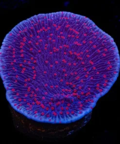 Red Roses Monticap Frag (Row #25:B)
