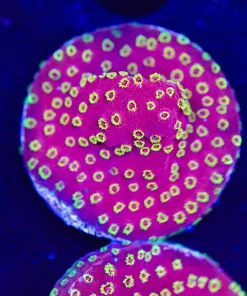 Firewalk Cyphastrea Frag (Row #27)