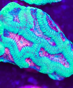 Pink Mouth Green Maze Brain Frag (Row #29)