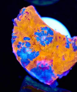 Orange Blue Marbled Chalice Frag (Row #29:B)