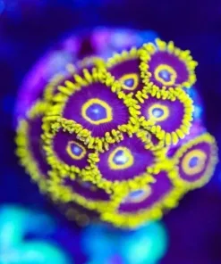 black hornest (Row #3)