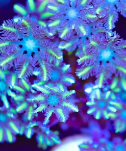 Yellow Palm Clove Polyp Frag (Row #31)