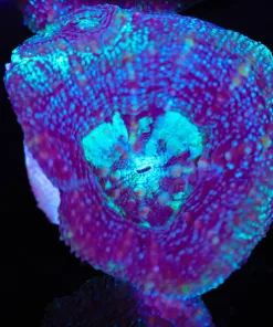 Purple Bowerbanki Frag (Row #31:B)