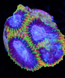 Yellow Submarine Favia Frag (Row #32)