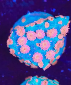 Meteor Shower Cyphastrea Frag (Row #34)