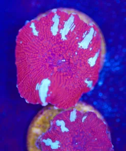 Small Red Riding Hood Mushroom Frag (Row #34:B)