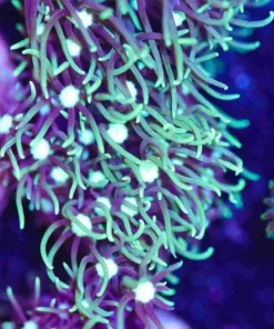 White Mouth Green Star Polyp Frag (Row #36)