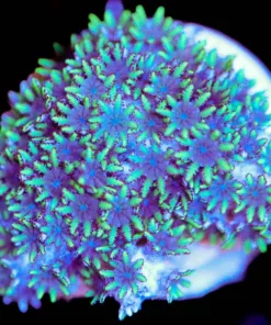 Blue Sympodium Coral Large Frag (Row #36:B)