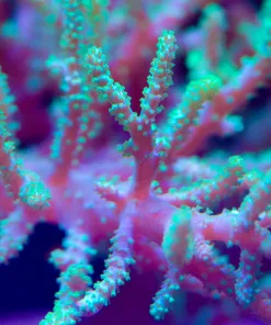 X Large Green Bonsai Frag – Wild Australian Leather Coral (Row #39)