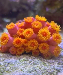 Sun Coral Frag (Row #4)