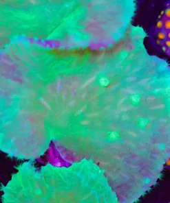 Cabbage Coral XL Frag (Row #42)