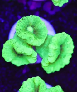 Kryptonite Trumpet Coral (Row #44)