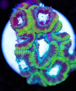 Micromussa Acan Coral (Row #46)