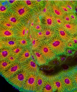 Fasciniation Favia Coral (Row #46:B)