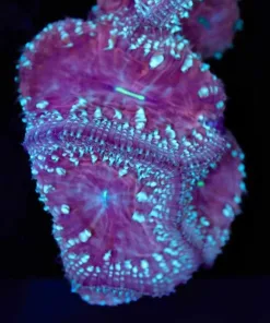 Massive Blastomussa Frag (Row #48:B)