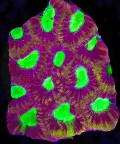 Watermelon Favia Frag (Row #49)