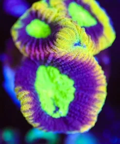 Dragon Soul Favia Frag (Row #49:B)